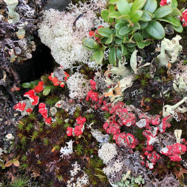 Bryolich_2019_Bild Karl_Bürgi_Meyer