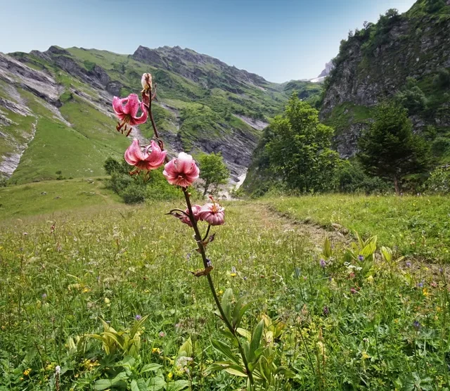 Blumenpfad4