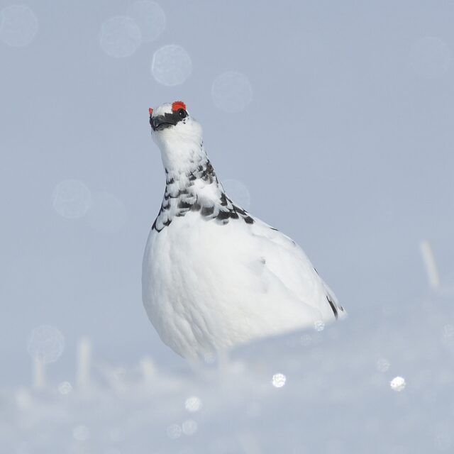 N_F_Schnee_Bild_Schneehuhn_Ausschnitt2