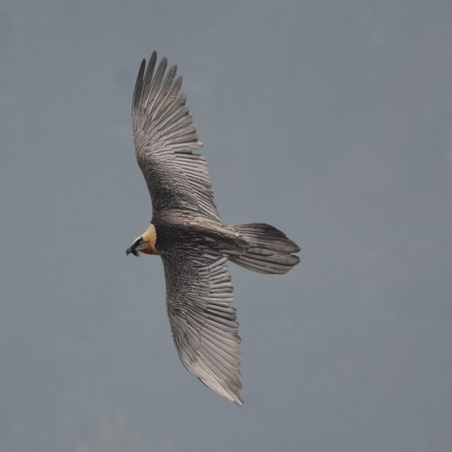 2016-10-08_Franziska_Loercher_SG_Sardona_ok_m_Ausschnitt