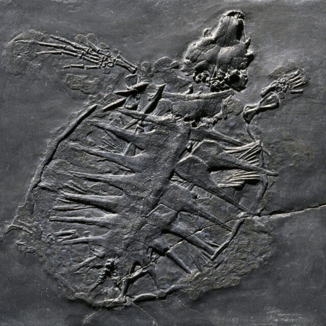 Glarner Fossilien_Glarichelys knorri